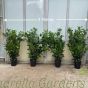 Prunus Laurocerasus Etna 100cm+ 6 Litre - Pot Grown