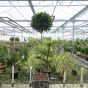 Full Standard Bay Tree in Chelsea Planter - Large 50/55cm head.