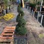 Potted Buxus Spiral Topiary