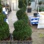 Pre potted Buxus Spiral Topiary Plants, thick cut - 45cm Chelsea Planter