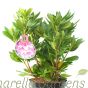 Rhododendron Cosmopolitan Established Plants 50-60cm 7.5 Litre pot. 