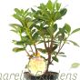 Rhododendron Horizon Monarch Established Plants 50-60cm 7.5 Litre pot. 
