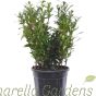 Sarococcoa Humilis 9 Litre. 50-60cm Large Plants by Charellagardens