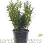 Sarococcoa Humilis 9 Litre. 50-60cm Large Plants by Charellagardens