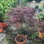 Acer Palmatum Crimson Queen. Standard Plants.