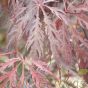 Acer Tamukeyama - Delivery by Charellagardens