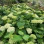 Large Hydrangea Arborescens 'Incrediball' Two Size Options.