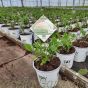 Hydrangea Incrediball new season plants April 2021