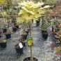 Acer Pseudoplatanus Brilliantissium 60cm stem - May 2016