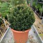 Taxus Baccatta Topiary Balls English Yew - Various Sizes