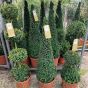 Topiary Buxus Plant Tri Ball 90cm. 12 Litre