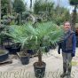 Winter Hardy Palm Tree - Trachycarpus Fortunei - Two Size options