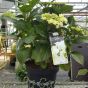 Large white flowering  Hydrangea plants - Hydrangea Mistral 7.5 litre pot