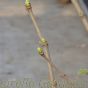 Syringa Vulgaris Mme Lemoine - Large 10 Litre Plants. March 2017