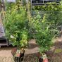 Acer Plant Japanese Maple Wilsons Pink Dwarf Two Size Options