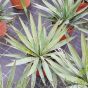 Yucca Gloriosa Plants 4 Litre