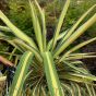 Hardy Outdoor Yucca Filamentosa Color Guard 5 Litre