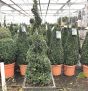 Potted Buxus Topiary Spirals by Charellagardens
