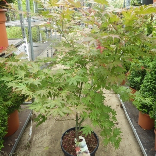 Large Acer palmatum Ariadne 7.5 Litre 