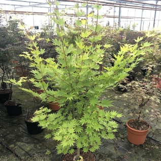 Large Acer Plants Acer Shirasawnum by Charellagardens.
