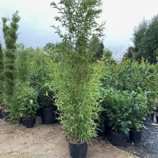 Large Bamboo Phyllosatchys Aurea with delivered heights of approximately 3 metres. 