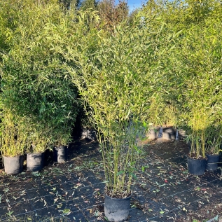 Bamboo Phyllostachys Bissetti 175/200cm. 15 Litre.