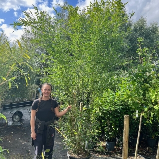 Green Stemmed Bamboo Phyllostachys 'Bissetti' 200/250cm. 35 Litre.