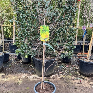 Cercis Canandensis Hearts Of Gold 150/175cm. 18 Litre 