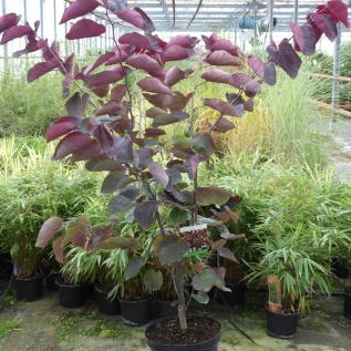 Cercis Canadensis Forest Pansy 10 Litre - August 2018.