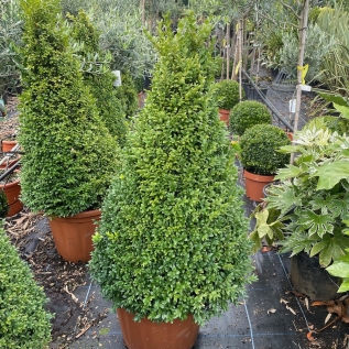 Extra Chunky Buxus Plants by Charellagardens