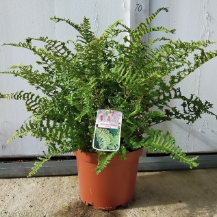 Fern Plant Dryopteris Affinis Cristata The King. XL 7.5 Litre 