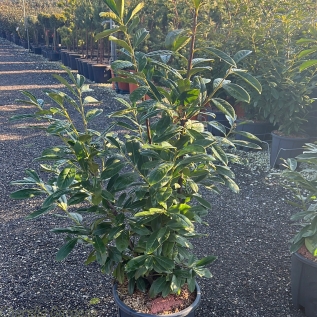 Cherry Laurel Hedging Plants by Charellagardens 80/100cm - 10 Litre pot