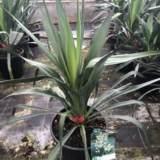 Large Outdoor Yucca Plant Yucca Gloriosa - Green 10 Litre.