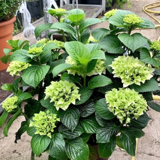 Hydrangea For Ever and Ever White 10 Litre