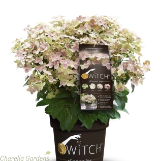 Large Hydrangea Paniculata Switch Ophelia. 6.5 Litre Pot