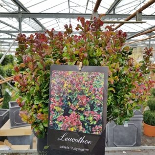 Leucothoe Curly Red Large - 15 Litre 