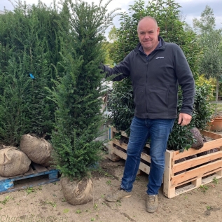Taxus Baccata Rootball Hedging Plants - Various Sizes. 