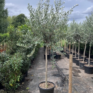 Tuscan Cut Olive Trees Girth 10/12 180/200cm 30 Litre Pot. 