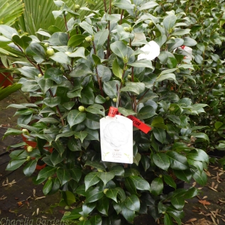 Large White Camellia Plants - Camellia Centrifolia Alba - 10 Litre