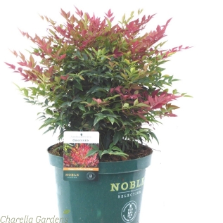Nandina Domestica Obsessed Established Plants in 10 Litre Pots.