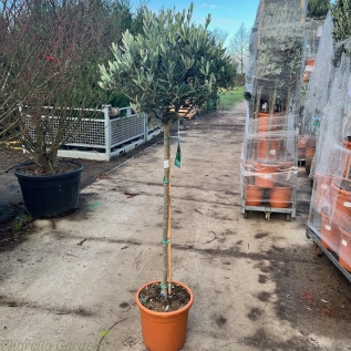 Standard Olive Tree 150cm. 15 Litre
