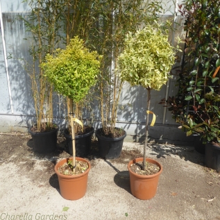 1/2 Standard Euonymus Plant Euonymus Japonica - Two Varieties