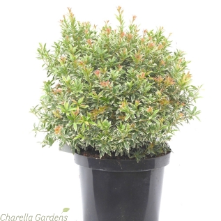 Pieris Japonica Little Heath - Large Established Plants in 10 Litre pots