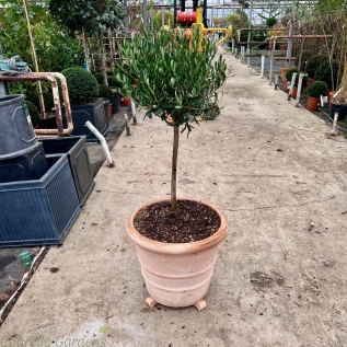 Ready Potted Dwarf Mature Olive Tree Large Terracotta Pot