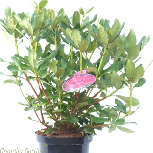 Rhododendron Nova Zembla Established Plants 50-60cm 7.5 Litre pot. 