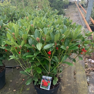 Skimmia Japonica Temptation XL 10 Litre Plants. Delivery by Charellagardens