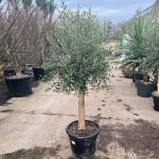 Spanish Olive Trees