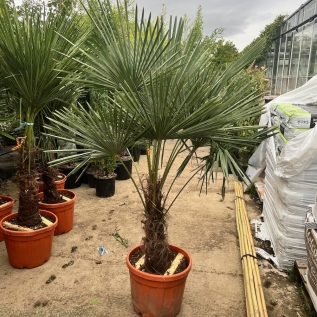 Trachycarpus Fortunei Hardy Palm Tree 45 Litre. 40cm+ Trunk