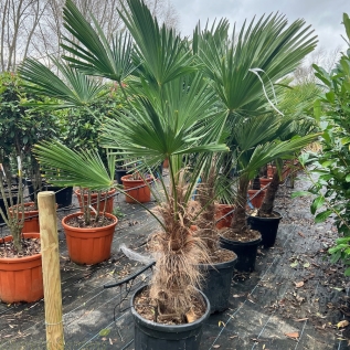 Trachycarpus Fortunei Wagnerianus 60/70cm Trunk, Plant Size 175/200cm 50 Litre