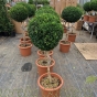 Standard Buxus Plants In Various Stem And Head Sizes